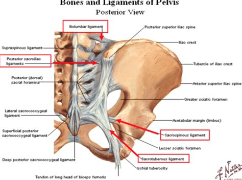 Gluteal Muscles Nerves And Ligaments Flashcards Quizlet