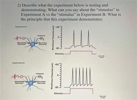 Solved 2) Describe what the experiment below is testing and | Chegg.com