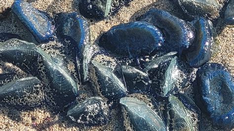 Thousands Of Purple Creatures Wash Ashore In California Wane