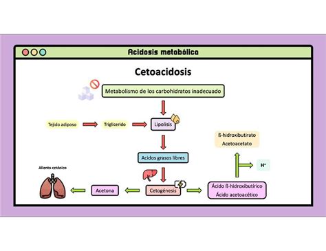 Cetogénesis Formación De Cuerpos Cetónicos Javier Rios Udocz