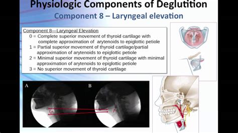 Overview Of The 17 Physiologic Components Of Swallow Function Youtube