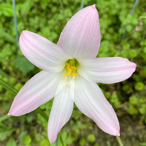 Rain Lily Habranthus Pale Pink : The Garden Club of Houston