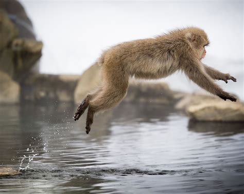 Take a Look at These Amazing Airborne Animals