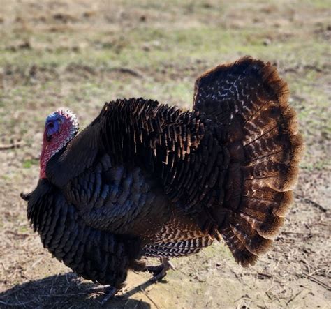 Bronze-Chocolate Heritage Turkeys - The Sparks Family Farm