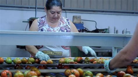 Los Agricultores De Fuerteventura Tiran Cientos De Kilos De Tomate Por