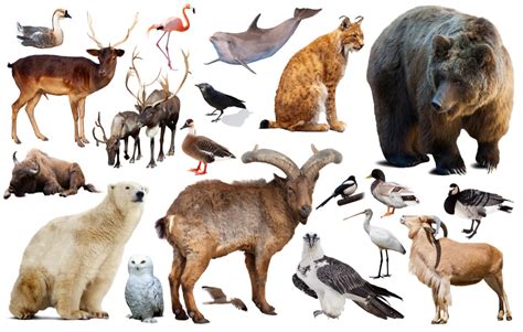 Mighty Mammals: A Quiz on the World's Most Diverse Animal Group ...