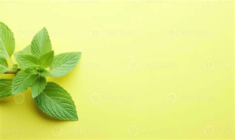 Fresh Meadow Mint Leaves Twig On A Pastel Yellow Background Created By