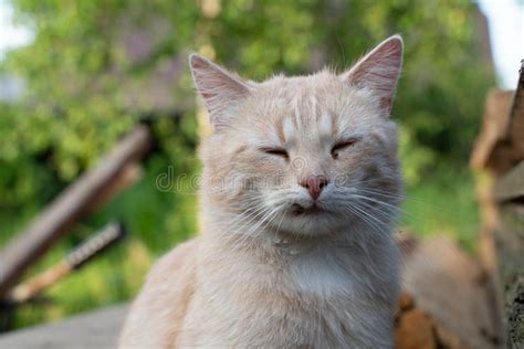 Gato En La Hierba Verde En Verano Gato Rojo Hermoso Con Los Ojos