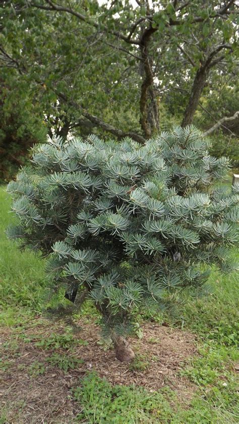 Abies Concolor Compacta Compact White Fir The Dawes Arboretum