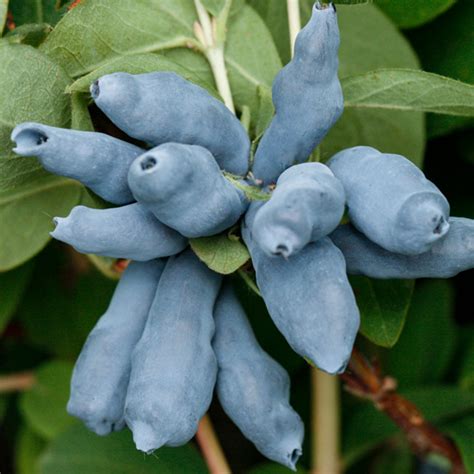 Жимолость «Дуэт» – купить саженцы оптом и в розницу – питомник Сады Урала