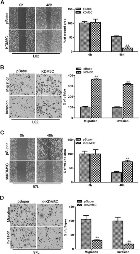 KDM5C Promotes Migratory And Invasive Capacities Of HCC Cells In Vitro