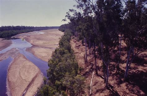 Burdekin River With Eucalyptus Tereticornis And Melaleuca Flickr