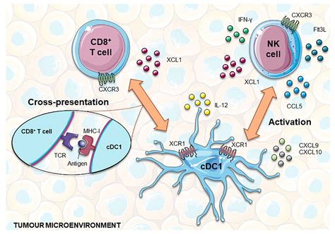 Pharmaceutics Free Full Text Dendritic Cell Vaccines For Cancer