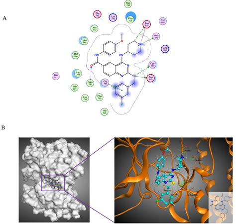 Predicted Binding Modes Of Compound 19n With EGFR PDB Code 3UG2 A