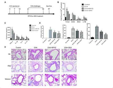 Effects Of Rpyd On Ova Induced Inflammation Of Asthmatic Mice A