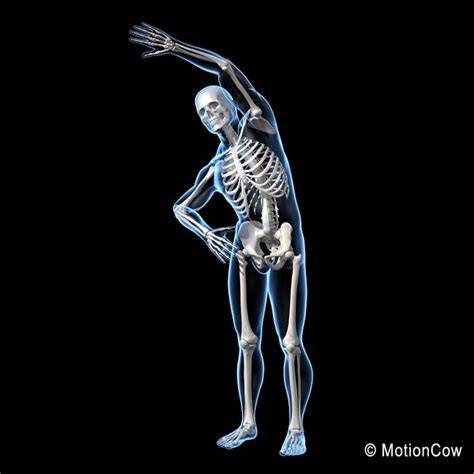 Human Skeletal Rigged Skeleton D C D