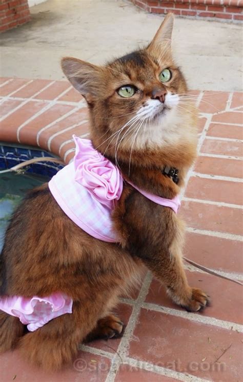 Bikini Season Begins With Uninvited Guest Summers Fabulous Cat Life