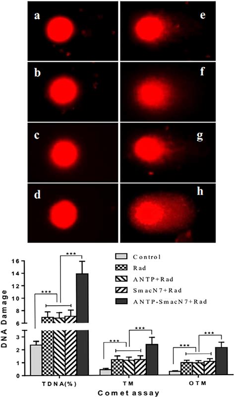 Comet Analysis Enabled Detecting Radiation Induced Dna Damage In A