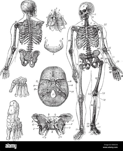 Altes Menschliches Skelett Stock Vektorgrafiken Kaufen Alamy