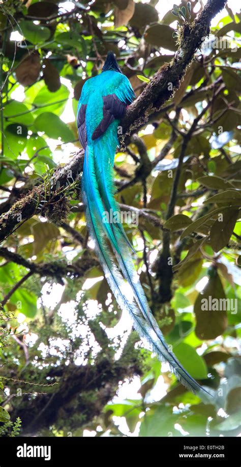 Resplendent Quetzal In The Monteverde Cloud Forest Of Costa Rica