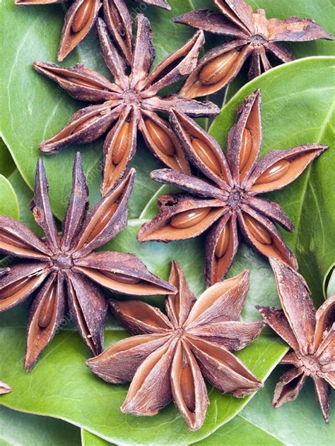 Star Anise In Hindi