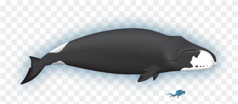 Wiki - Bowhead Whale - Whale Clipart (#2992899) - PikPng