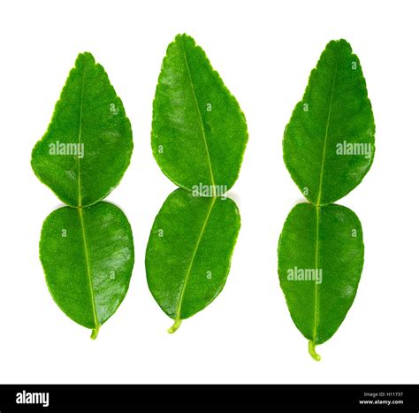 kaffir lime leaf Stock Photo - Alamy