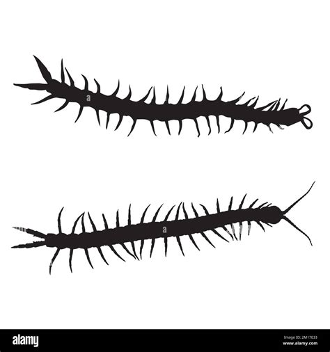 Centipede Silhouette Art Stock Vector Image And Art Alamy