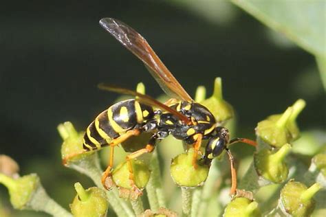 European Paper Wasp Polistes Dominula Bugguide Net