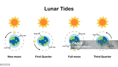 Cause Of Tides Moon Tides Lunar Tides Earths Tide Cartoon And ...