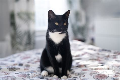 Tuxedo Cat: Info, Pictures & History - Catster