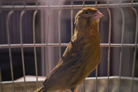 Can a Bird Have Down Syndrome? - Born For Pets