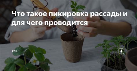 Что такое пикировка рассады и для чего проводится | РБК | Дзен