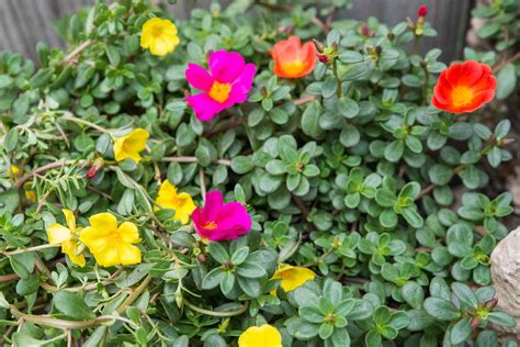 Moss Rose Care And Growing Guide