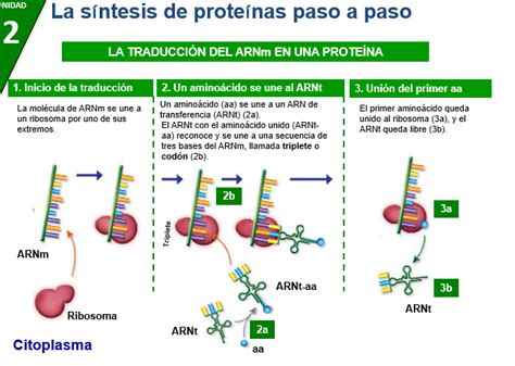 Tomidigital La Sintesis De Proteinas