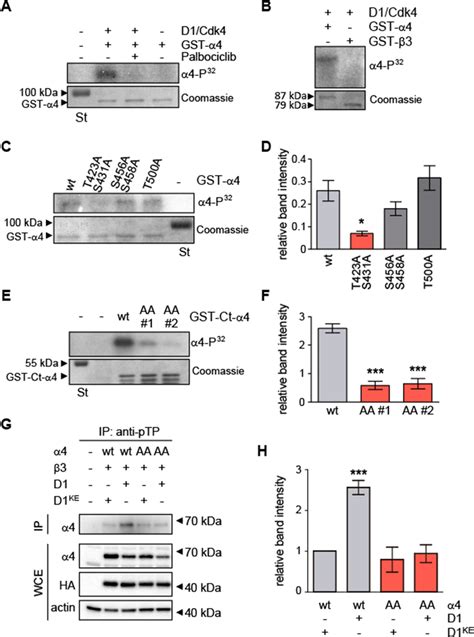 Ccnd Cdk Phosphorylates At T And S Residues A In Vitro