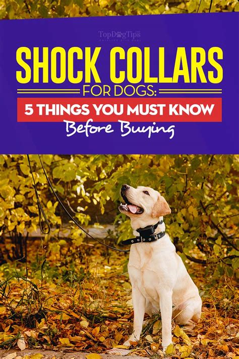 Shock Collar for Dogs: 5 Things You MUST Know Before Buying One