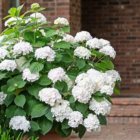 Qauzuy Garden Semillas De Hortensia Blanca Hortensia Semillas De