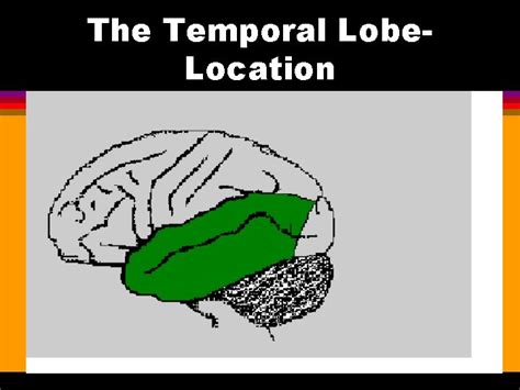 Lobes Of The Brain Frontal Parietal Occipital And