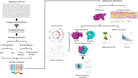 Frontiers Designing A Multi Epitope Vaccine Against Coxsackievirus B