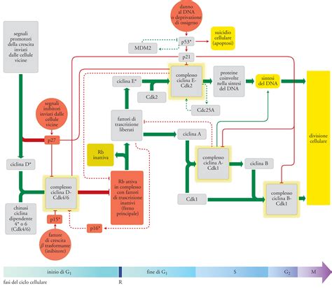 Oncogeni E Oncosoppressori In Enciclopedia Della Scienza E Della Tecnica