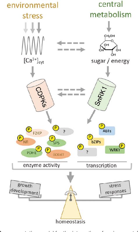 Figure 2 from Carbon/nitrogen metabolism and stress response networks ... 