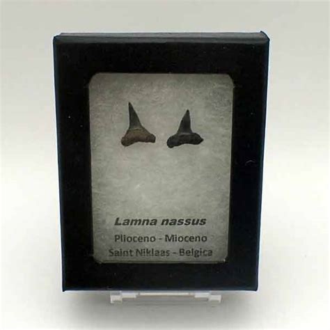 Teeth:shark,fish.. de colección: Lamna nassus Ref.: F060