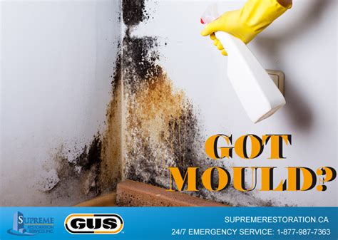 Mould Damage Tips Supreme Restorations