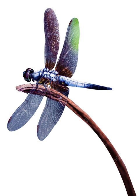 Invertebrate Dragonfly, Insect, Wildlife, Damsel Fly PNG Transparent ...