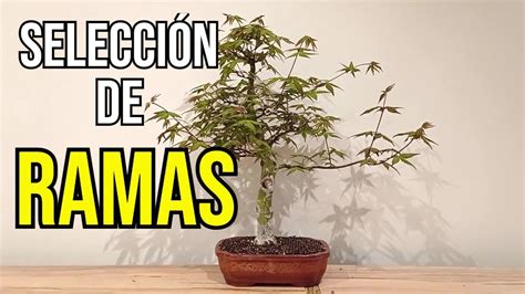 SELECCIÓN DE RAMAS EN ACER PALMATUM YAMAMOMIJI YouTube