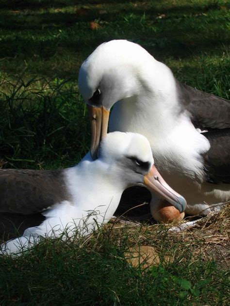 Kostenlose Bild Paar Laysan Albatros V Gel Nisten Inkubation Eier