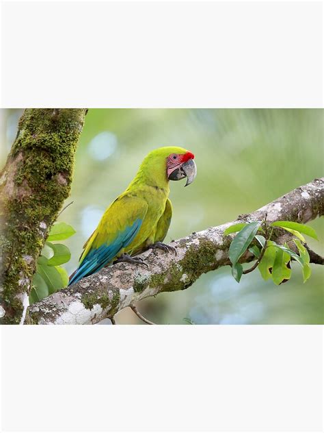 "Endangered Great Green Macaw" Poster by mlorenz | Redbubble