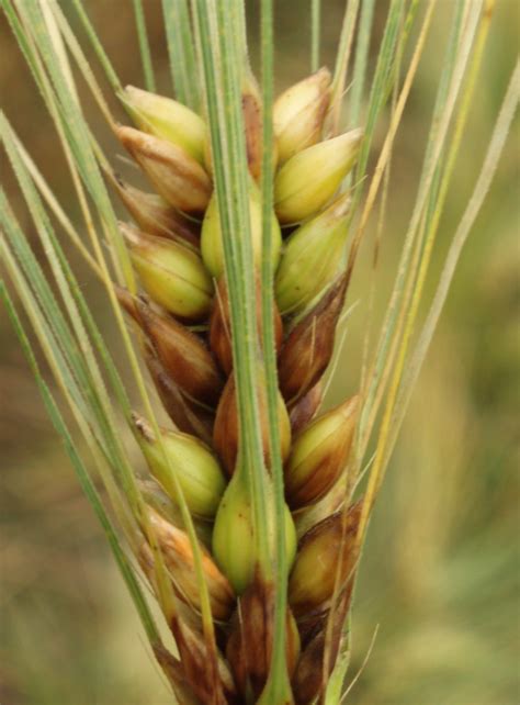 Fusarium Head Blight On Six Row Barley A Photo On Flickriver