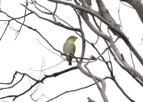 Striated Pardalote From Anglesea Vic 3230 Australia On February 13